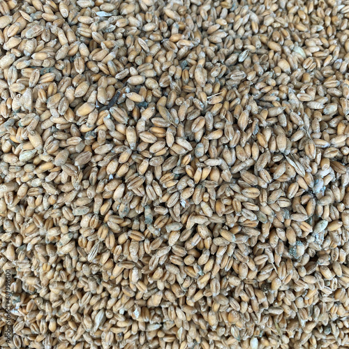 Spoiled wheat. Rotten grain stood in the moisture. Wheat background, rotten crop all covered with dust