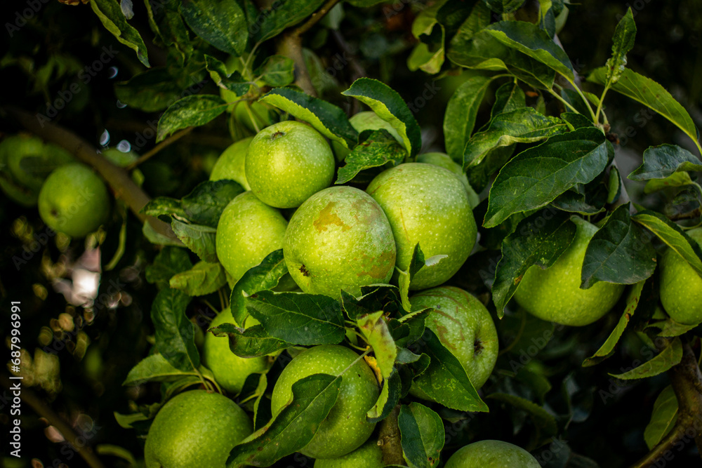 Ripe green apples on the tree, gardening, farmers