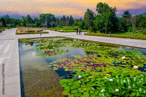 Lotus flowers, Immerse yourself in the mesmerizing charm of the picturesque pond, decorated with colorful water lilies, creating an enchanting spectacle in the heart of the park. Breathtaking Calm © Alexandr