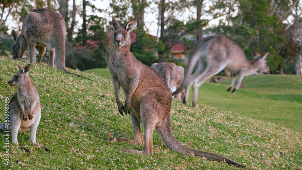 kangaroo family in the grass at Jervis Bay kangaroo family in the grass at Jervis Bay