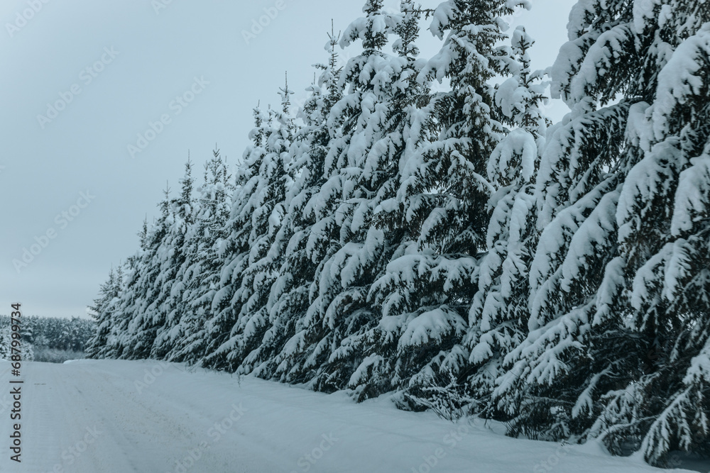 Naklejka premium A Wintry Path Through a Chilly Forest with Snow Covered Trees. Winter road through snowy forest, tree lined and cold temperature.