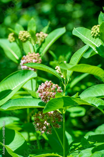 Asclepias syriaca, common spurge, butterfly flower, silkworm, Witness the magic of Mother Nature! A mesmerizing white flower blooming elegantly among lush green leaves. Magical Botanicals