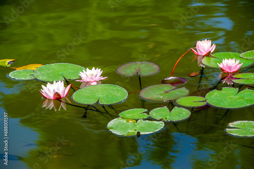Lotus. Nelumbo. Nymphaeaceae. Water lily. Like the lotus  we too can find strength in adversity and rise above life s challenges by harnessing our unique and exquisite qualities. Unleash your true bea