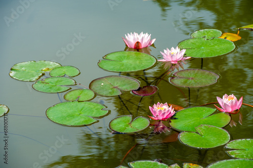 Lotus. Nelumbo. Nymphaeaceae. Water lily. Among the serene waters  the delicate beauty of the lotus blossoms  reflecting the calm embrace of nature. Nature Love Lotus Magic