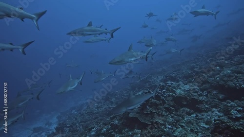 A large school of gray reef sharks congregates along the Fakarava atoll drop-off, creating a mesmerizing underwater spectacle. Check the gallery for similar footages. photo