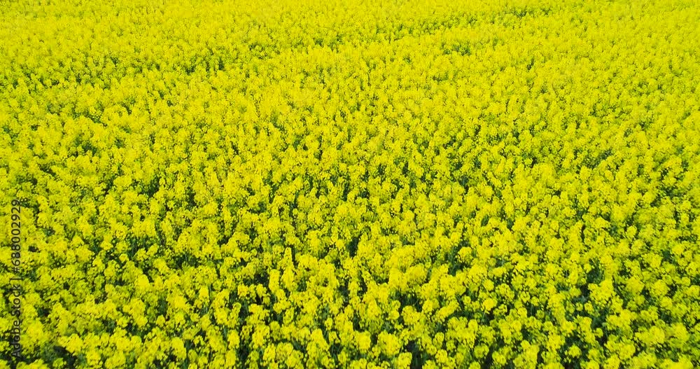 Oilseed Rape Field Canola Blooming Agriculture Growth Ecology Oilseed Rape Field Canola Blooming Agriculture Growth Ecology