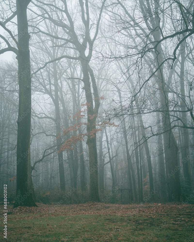 Fototapeta premium Trees in fog, at the Liriodendron Mansion in Bel Air, Maryland