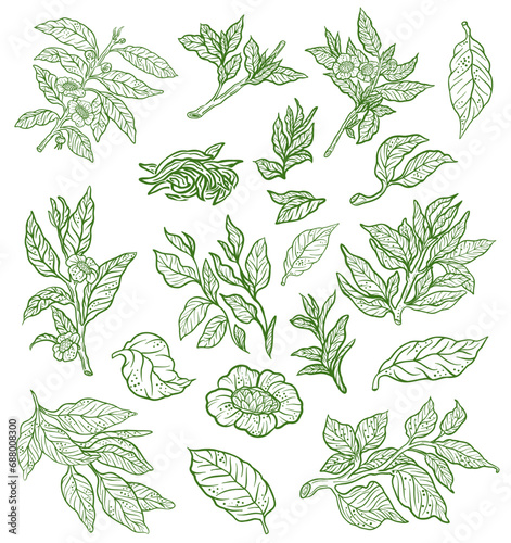 Green tea leaves set of design element. Vector illustration. Hand drawn sketch.