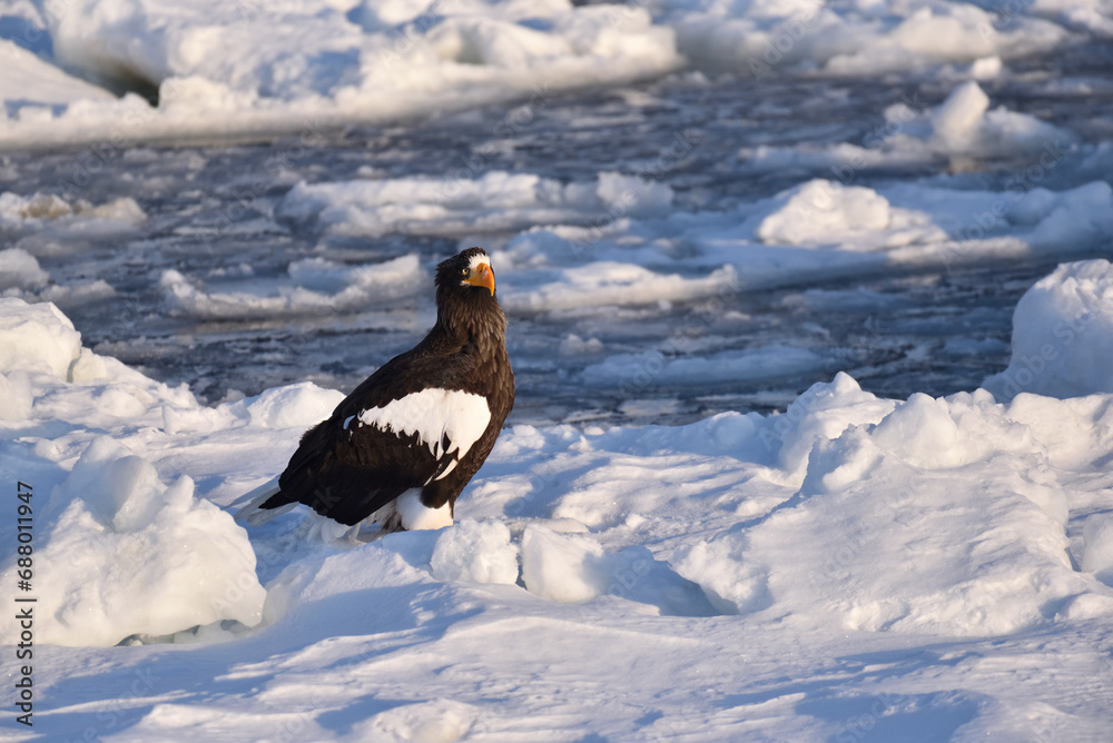 Bird watching with floating ices in winter Bird watching with floating ices in winter