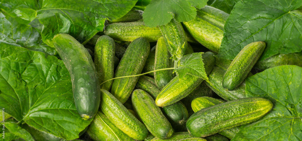 cucumbers close up in the detail - harvest cucumbers close up in the detail - harvest