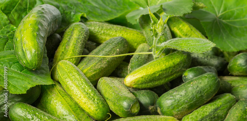 cucumbers close up in the detail - harvest