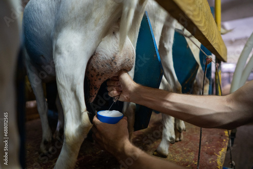 Guy milking a goat in a barn on a farm