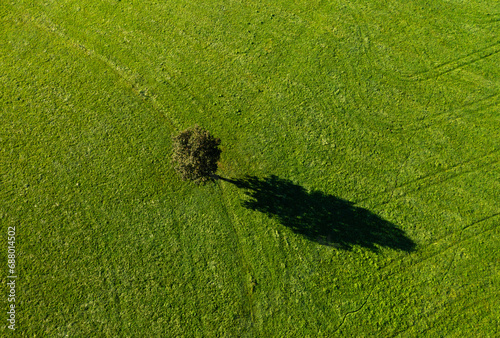 Austria, Upper Austria,Single tree on green mowed field photo