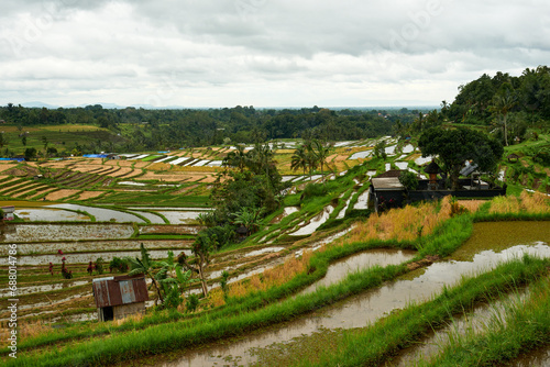 rice terraces in jatiluwih in Bali