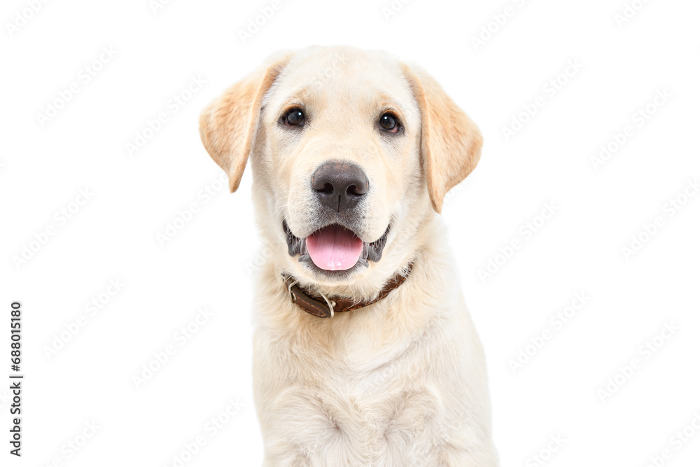 Adorable labrador puppy, closeup, isolated on white background