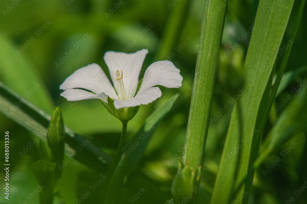 A flower on a sunny day in summer. A white flower of a flax plant on a background of green grass. A flower on a sunny day in summer. A white flower of a flax plant on a background of green grass.