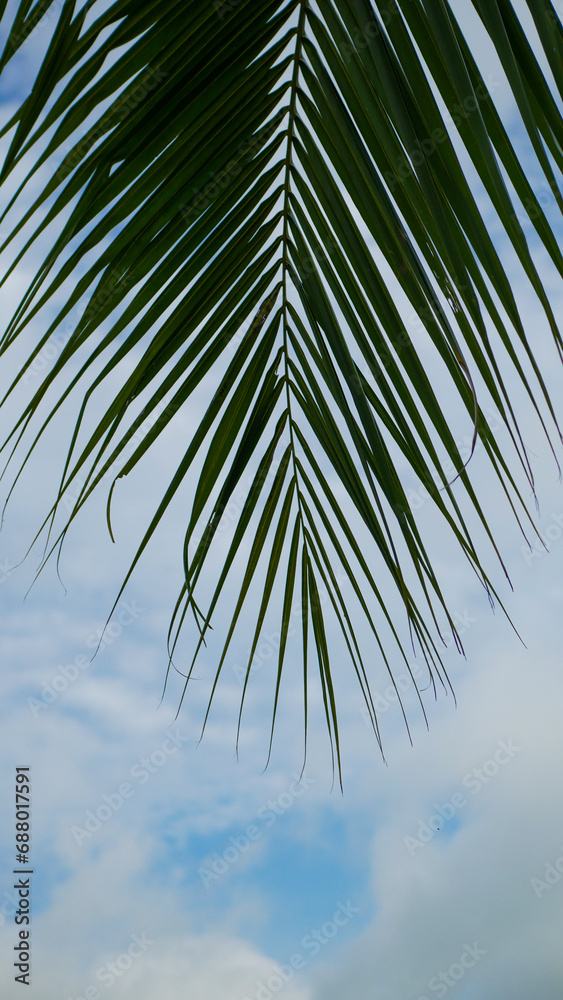 Fototapeta premium Vertical Close-up view of coconut tree leaves against relaxing cloudy blue sky. Sky background with palm leaf silhouettes