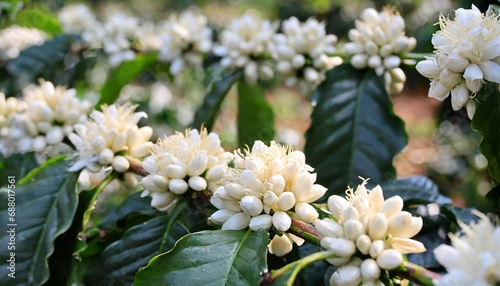 White flowers of coffee plants