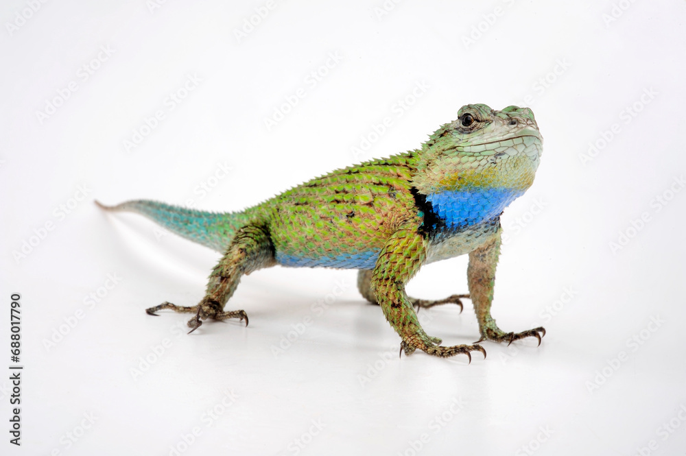 Malachit-Stachelleguan // Emerald Swift (Sceloporus malachiticus) Malachit-Stachelleguan // Emerald Swift (Sceloporus malachiticus)