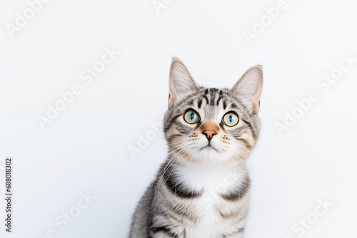 tabby cat on very light background with a lot of empty space for putting text © Jewel