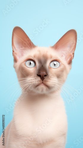 slim blue eyed short haired cat looking forwards on blue background