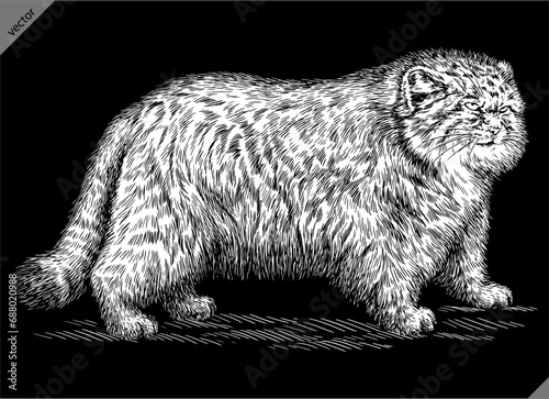 Vintage engraving isolated manul set illustration ink sketch. Palla's cat background silhouette kitten art. Black and white hand drawn vector image