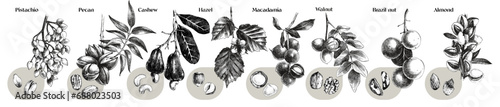 Set of edible nuts branches
