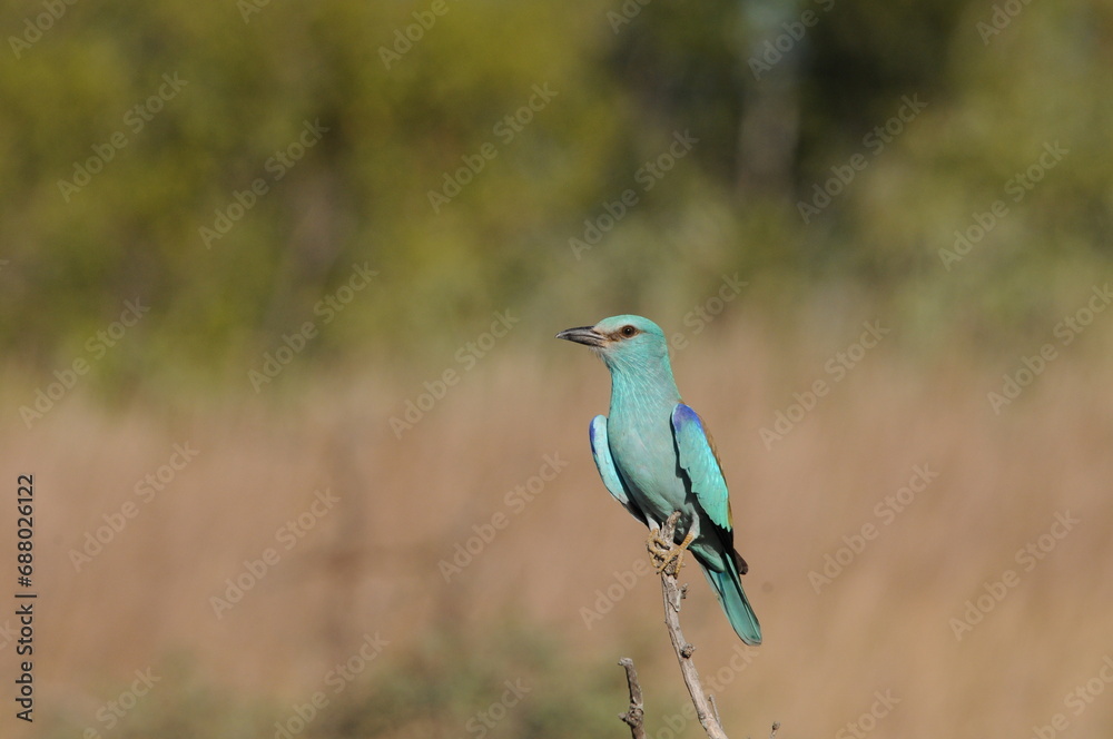 A beautifully, brightly coloured European roller perched on a branch