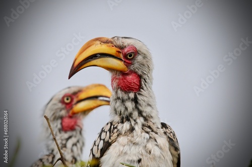 Southern yellow-billed hornbills perched on a branch © Steven