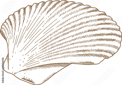 Hand Drawn Illustration Of Clam Shell