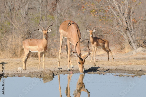 Three male impalas at a waterhole