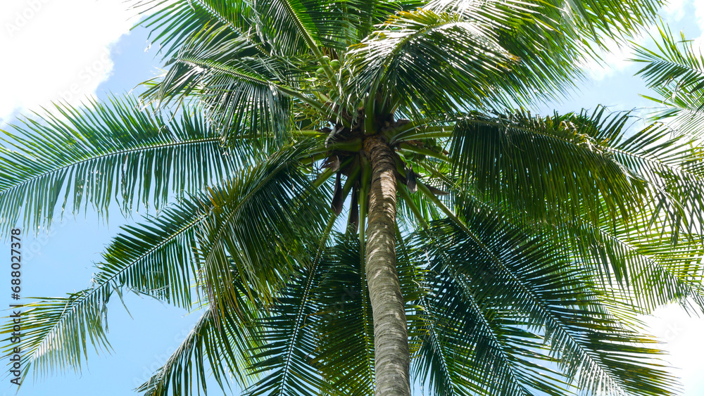 Low angle view of tall coconut trees with trunks reaching to the sky shaded by shady, green coconut tree leaves against a blue cloudy sky Low angle view of tall coconut trees with trunks reaching to the sky shaded by shady, green coconut tree leaves against a blue cloudy sky