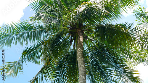 Low angle view of tall coconut trees with trunks reaching to the sky shaded by shady, green coconut tree leaves against a blue cloudy sky