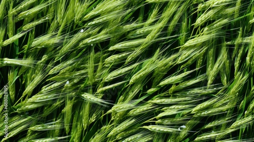 Aerial View Countryside Mowed Grass Meadows, HD, Background Wallpaper, Desktop Wallpaper