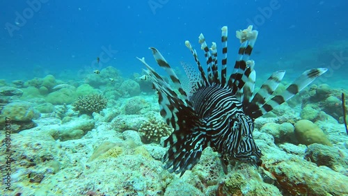 Close-up of a lionfish swimming against the current, yet remaining stationary in the water.  photo