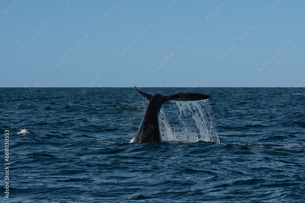 Fototapeta premium North Atlantic whale tail lobtailing, endangered species, Patagonia,Argentina