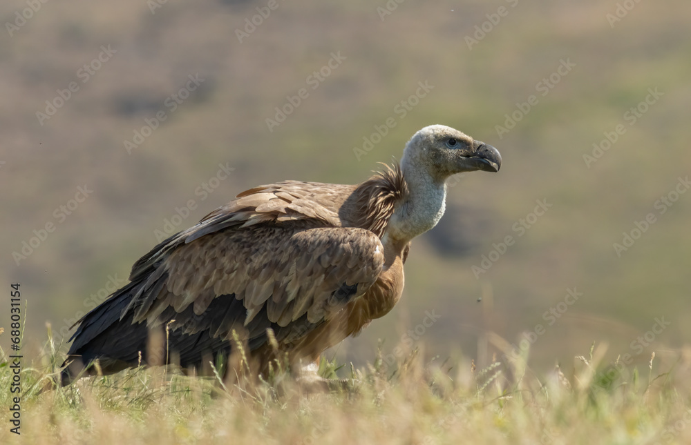Griffon Vulture (Gyps fulvus) on feeding station Griffon Vulture (Gyps fulvus) on feeding station