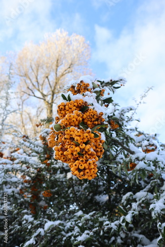 owoce ognistej jagody pokryte śniegiem © Katarzyna