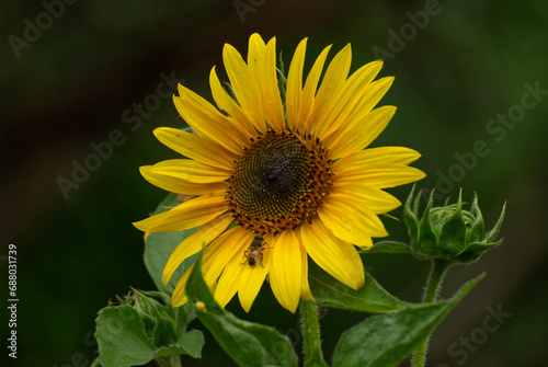 Beautyful sunflower in the garden