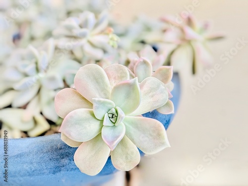 多肉植物の鉢植え