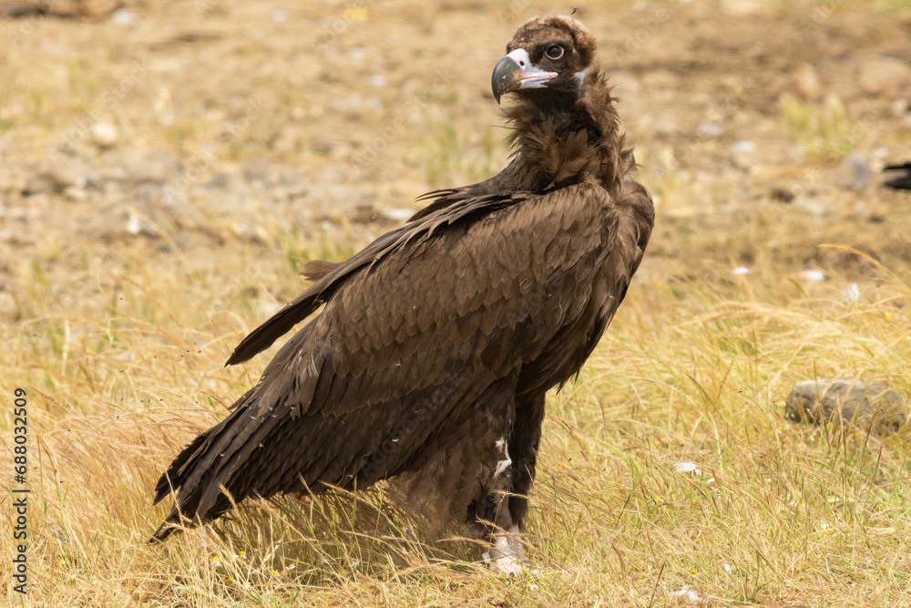 Cinereous vulture sitting on feeding station Cinereous vulture sitting on feeding station