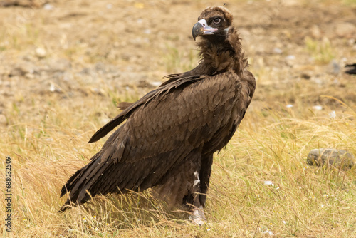 Cinereous vulture sitting on feeding station