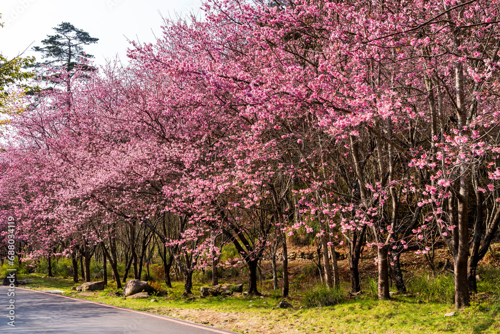 Landscape of pink cherry blossoms at the Sakura gardens of Wuling Farm in Taichung Shei-Pa National Park, Taiwan.