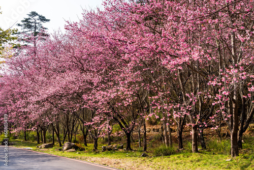 Fototapeta Naklejka Na Ścianę i Meble -  Landscape of pink cherry blossoms at the Sakura gardens of Wuling Farm in Taichung Shei-Pa National Park, Taiwan.