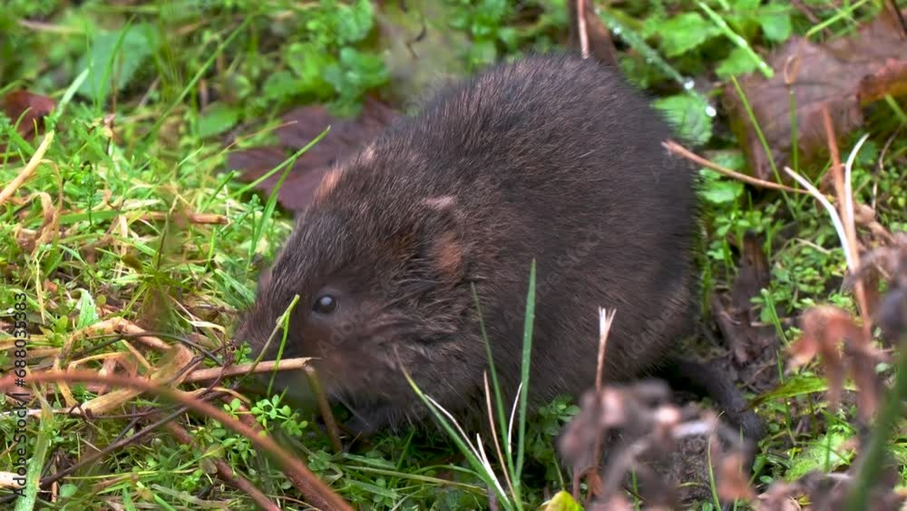 Water Vole Eating on Grass Bank Water Vole Eating on Grass Bank