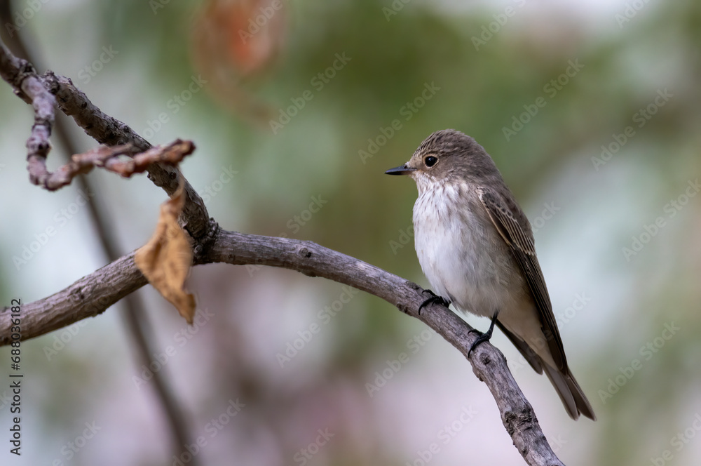 Spotted Flycatcher (Muscicapa striata) sitting on branch Spotted Flycatcher (Muscicapa striata) sitting on branch