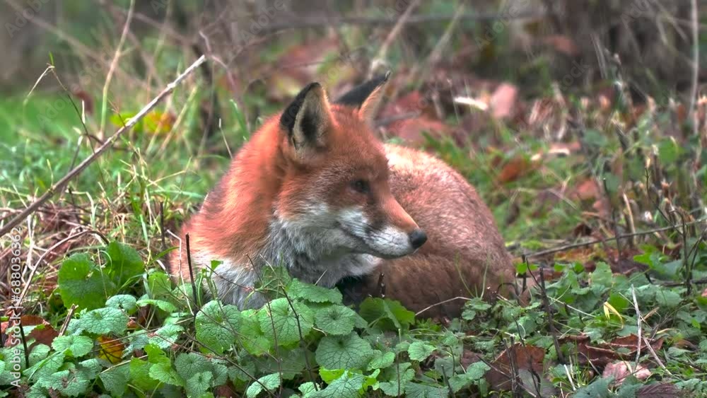 Red fox (Vulpes vulpes) in the grass Red fox (Vulpes vulpes) in the grass