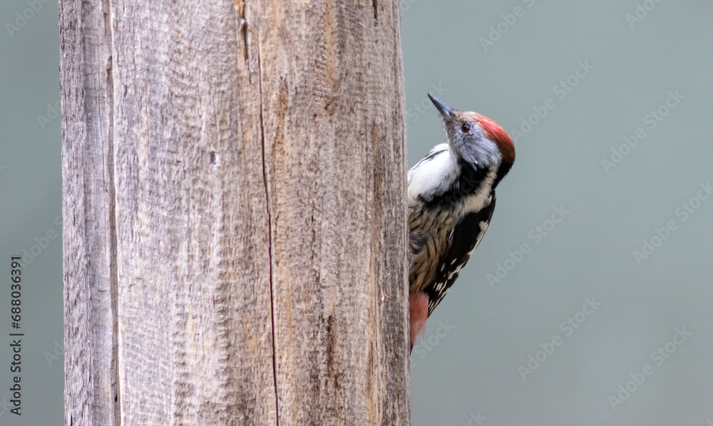 Middle Spotted Woodpecker sitting on dead tree Middle Spotted Woodpecker sitting on dead tree