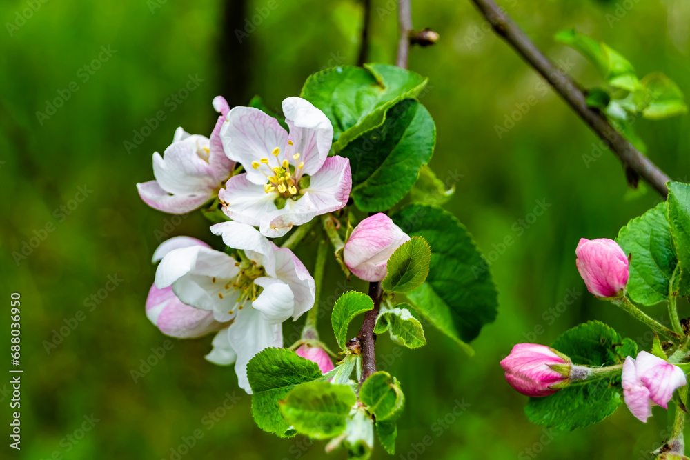 Obraz premium Photography on theme beautiful fruit branch apple tree with natural leaves under clean sky