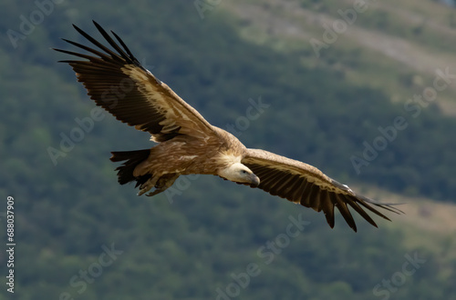 Griffon Vulture (Gyps fulvus) on feeding station © georgigerdzhikov